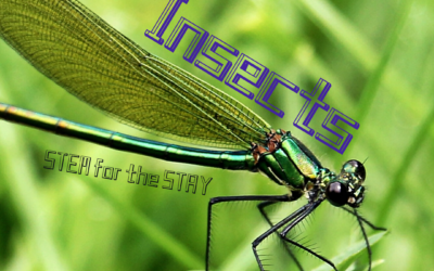 Insect Week